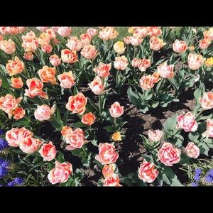 Meet your Posher, Thao